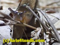 /home//u458753944/public_html/sourcegallery////////////////////////Roxborough Toad Detour/2013-2019/2017/P4120677.JPG